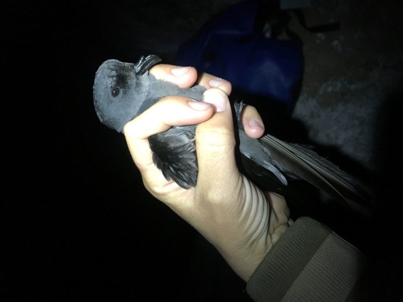 Ashy storm-petrel in-hand during banding operations.