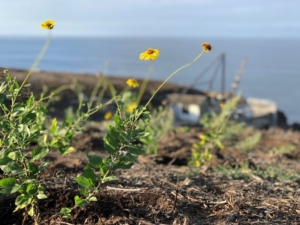 Encelia californica