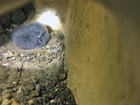 Ashy storm-petrel chick hatched inside an artificial nest module.