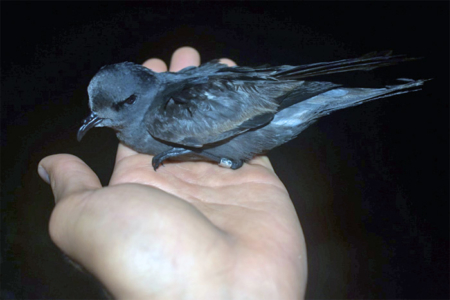 Banded ashy storm-petrel adult.
