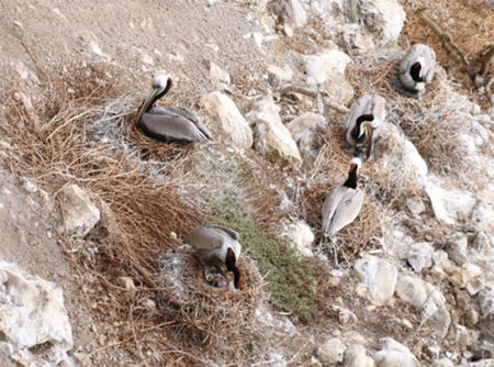 California brown pelicans nesting with newly hatched chicks