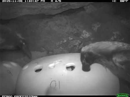 Common raven photo captured using a motion-activated camera. This raven is poking its bill into an artificial nest site occupied by an ashy storm-petrel.