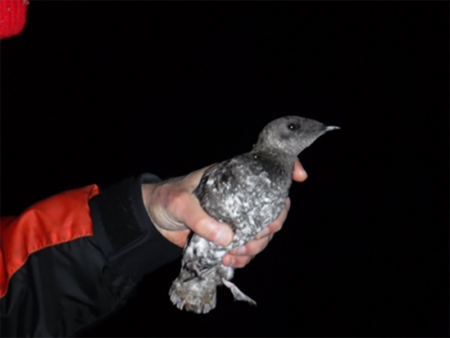 Marbled murrelet captured off Newport, OR as part of the Oregon State University Marbled Murrelet Project.