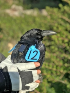 Common raven marked with blue vinyl wing tags and fitted with a backpack GPS tracker/transmitter. 