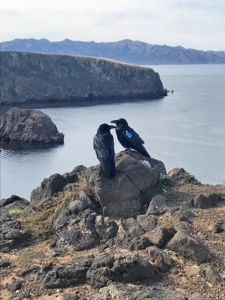  A pair of common ravens at Santa Cruz Island. One member of the pair is marked with blue vinyl wing tags as part of our study on common raven movements and foraging habits.