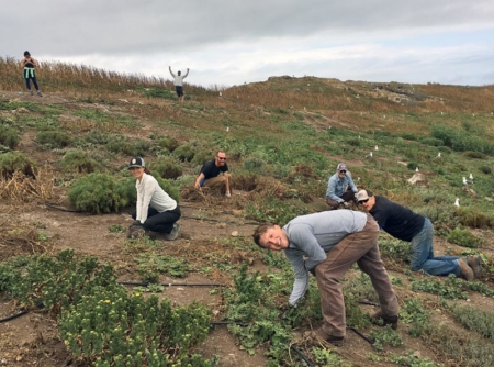 Amazing volunteers and staff dedicate their time to helping CIES remove invasive plant species from the Lighthouse Slope restoration plot on East Anacapa Island.